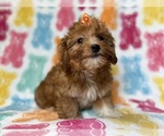 Small #9 YorkiePoo