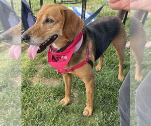Mutt Dogs for adoption in Oakhurst, NJ, USA