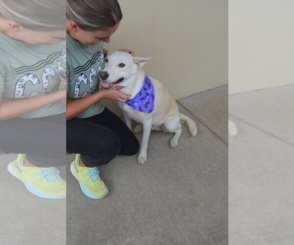 Medium Photo #2 German Shepherd Dog-Unknown Mix Puppy For Sale in McKinney, TX, USA