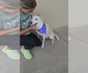 Phantasm - Female German Shepherd Dog-Unknown Mix Dog for Adoption - Photo #2