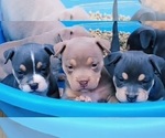 Small Photo #2 American Bully Puppy For Sale in LONGVIEW, TX, USA