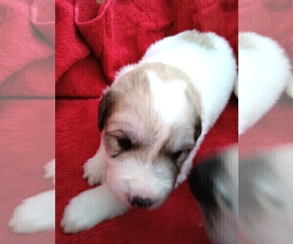 Medium Photo #2 Great Pyrenees Puppy For Sale in BANCROFT, WI, USA