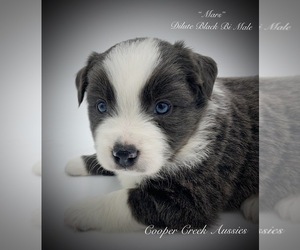 Miniature Australian Shepherd Puppy for sale in SMITHVILLE, AR, USA