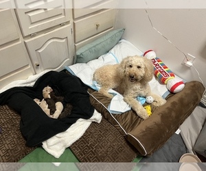 Labradoodle Puppy for sale in IRVING, TX, USA