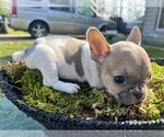 Small Photo #12 French Bulldog Puppy For Sale in NORTH LITTLE ROCK, AR, USA