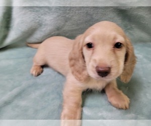 Dachshund Puppy for Sale in FAYETTEVILLE, Tennessee USA