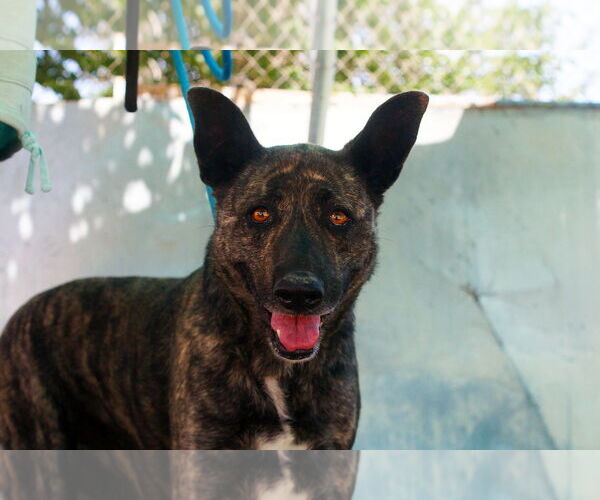 Medium Photo #2 - Mix Puppy For Sale in Apple Valley, CA, USA