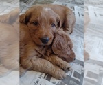 Small Photo #12 Goldendoodle Puppy For Sale in SONORA, KY, USA