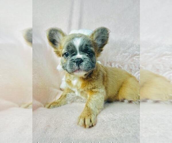 Medium Photo #20 French Bulldog Puppy For Sale in BOCA RATON, FL, USA