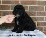 Small #2 Cockapoo (Miniature)