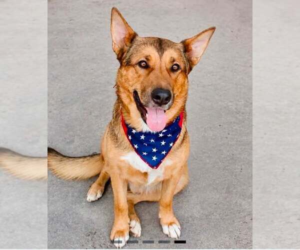 Medium Photo #1 German Shepherd Dog-Unknown Mix Puppy For Sale in Tabernash, CO, USA