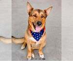 Small German Shepherd Dog Mix
