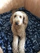 Small Photo #1 Goldendoodle Puppy For Sale in PUYALLUP, WA, USA