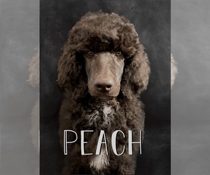 Poodle (Standard) Puppy for sale in STATHAM, GA, USA
