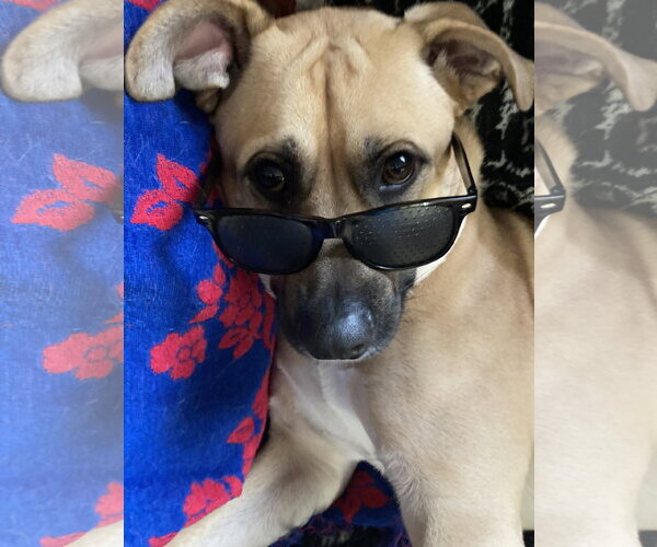 Medium Photo #4 Black Mouth Cur-Unknown Mix Puppy For Sale in Rockaway, NJ, USA