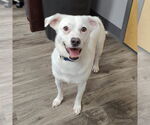 Small Chihuahua Mix
