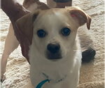Culver-in a foster home - Male Cheagle Dog for Adoption - Small photo