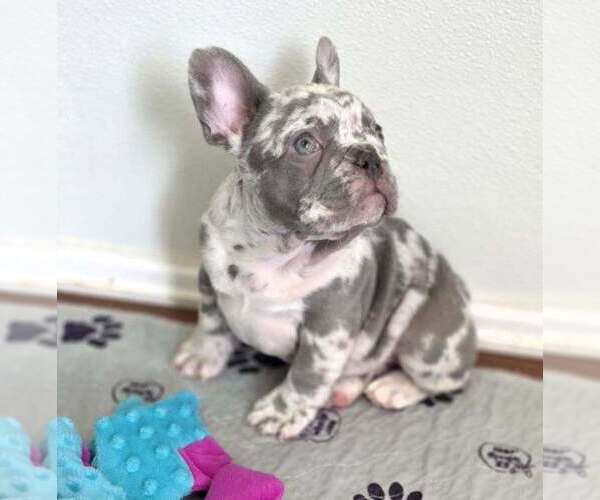 Medium Photo #8 French Bulldog Puppy For Sale in BOSTON, KY, USA