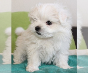 Maltese Puppy for sale in LITTLEROCK, CA, USA