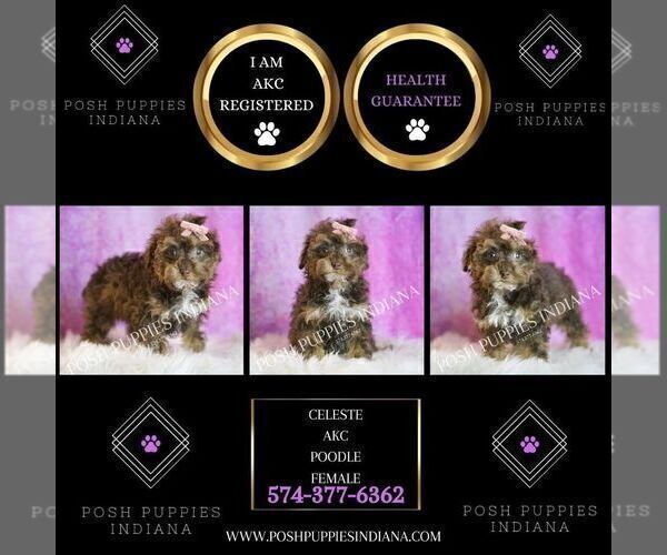 Medium Photo #28 Poodle (Miniature) Puppy For Sale in WARSAW, IN, USA