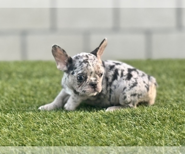 Medium Photo #9 French Bulldog Puppy For Sale in TUCSON, AZ, USA
