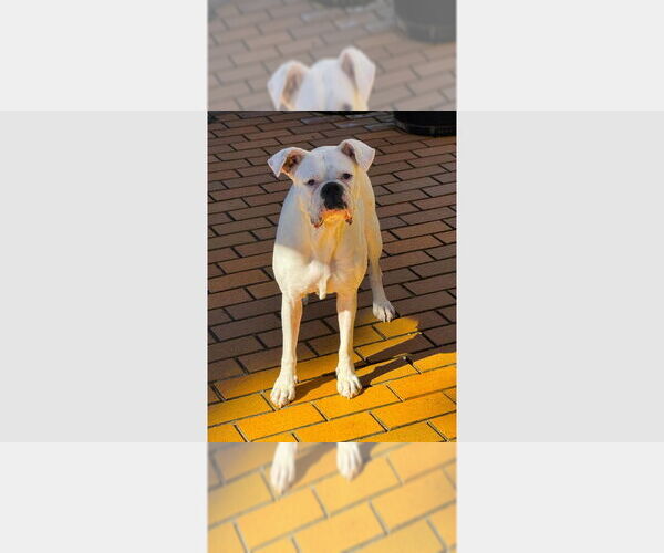 Medium Photo #1 Boxer Puppy For Sale in Austin, TX, USA