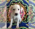 Small Photo #13 Jack Russell Terrier Puppy For Sale in TREZEVANT, TN, USA