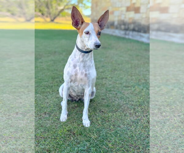 Medium Photo #6 Mutt Puppy For Sale in PIPE CREEK, TX, USA