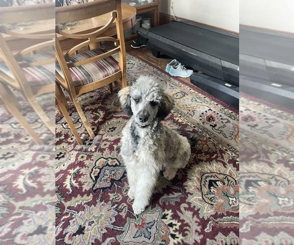 Medium Photo #3 Poodle (Standard) Puppy For Sale in CRAIG, NE, USA