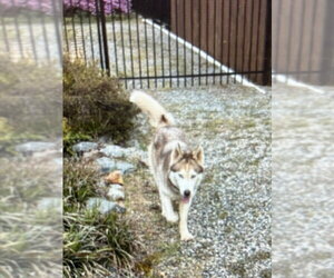 Siberian Husky Dogs for adoption in Winston Salem, NC, USA