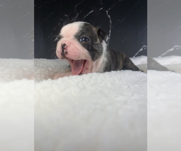 Medium Photo #75 Boston Terrier Puppy For Sale in TULARE, CA, USA
