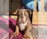 Small Photo #1 English Bulldog Puppy For Sale in DIABLO GRANDE, CA, USA