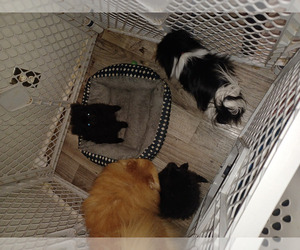 Pomeranian Litter for sale in STONE MOUNTAIN, GA, USA