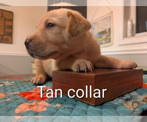 Labrador Retriever Puppy for sale in PIERSON STATION, IL, USA