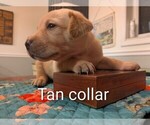 Image preview for Ad Listing. Nickname: Tan collar
