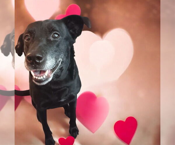 Medium Photo #7 Borador Puppy For Sale in Bellingham, WA, USA