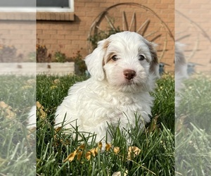 Miniature Bernedoodle Puppy for Sale in LONGMONT, Colorado USA