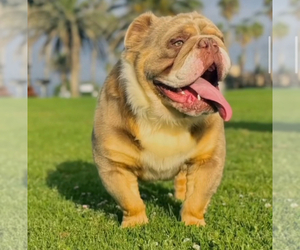 Father of the English Bulldog puppies born on 12/03/2023