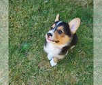 Small #3 Pembroke Welsh Corgi