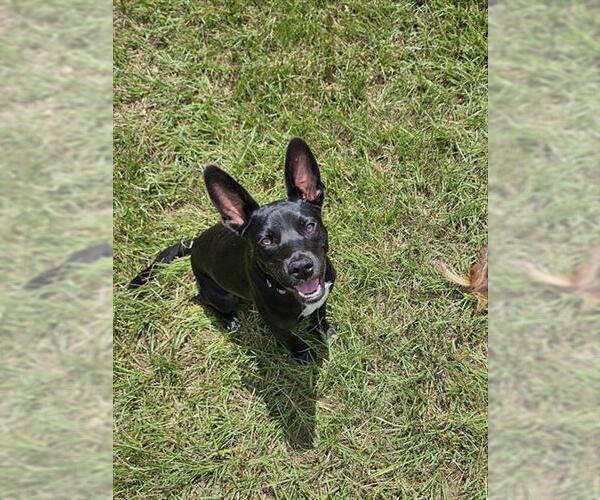 Medium Photo #2 Labrador Retriever-Unknown Mix Puppy For Sale in Houston, TX, USA