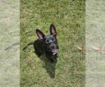 Small Photo #2 Labrador Retriever-Unknown Mix Puppy For Sale in Houston, TX, USA