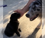 Small #6 Australian Shepherd