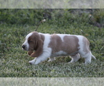 Small Photo #7 Basset Hound Puppy For Sale in MEMPHIS, MO, USA