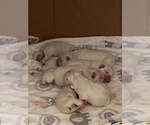 Small Photo #1 French Bulldog Puppy For Sale in STATEN ISLAND, NY, USA