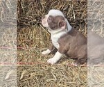Small #1 Boston Terrier