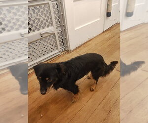 Casper - Male Tibetan Spaniel-Unknown Mix Dog for Adoption - Photo #10