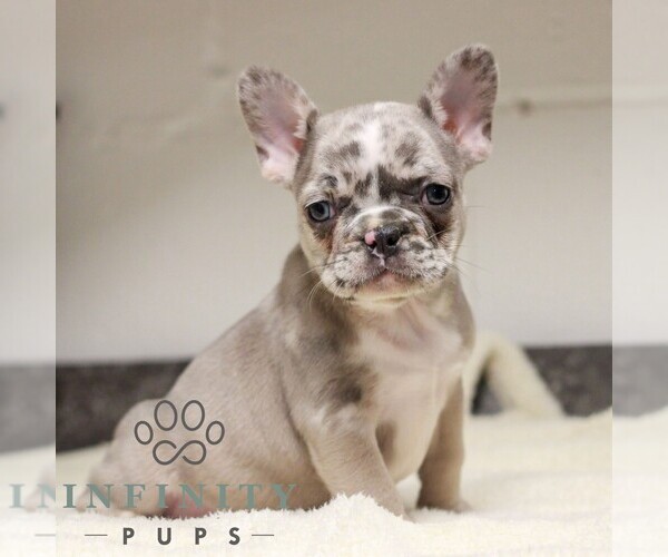 Medium Photo #1 French Bulldog Puppy For Sale in EAST EARL, PA, USA