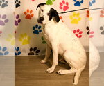 Finn - Male Mutt Dog for Adoption - Small photo