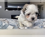 Small Photo #11 Shih-Poo-Zuchon Mix Puppy For Sale in GALENA, NV, USA