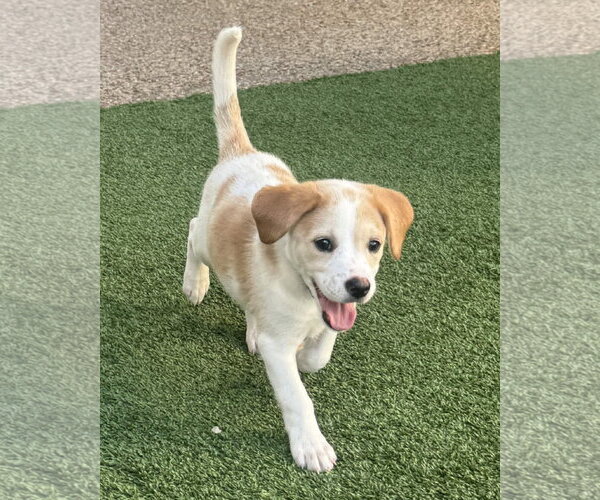 Medium Photo #1 Beagle-Colonial Cocker Spaniel Mix Puppy For Sale in Fort Worth, TX, USA